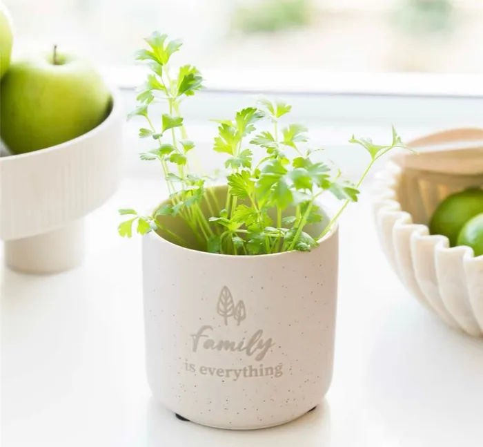 Assorted Positive Planter Pots Splash Earrings