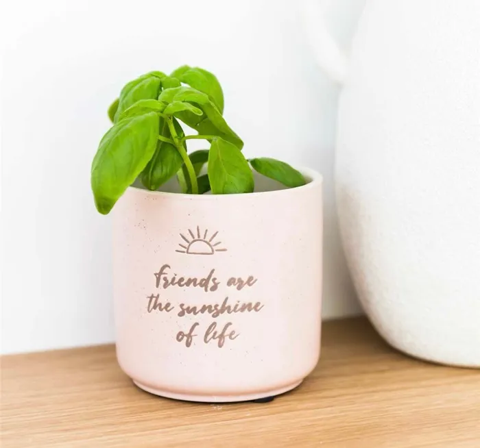 Assorted Positive Planter Pots Splash Earrings