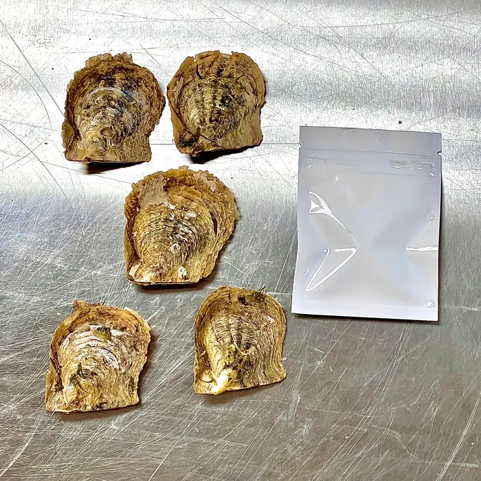 Tray of Akoya Oysters Free Cage Pendant YATRAYMAIN Necklaces